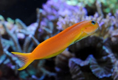 Peixe laranja em aquário com coral desfocado ao fundo