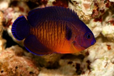 Peixe de aquário roxo e laranja com coral ao fundo