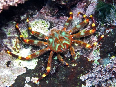 Caranguejo colorido sobre rochas e algas marinhas