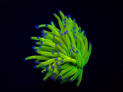 Coral marinho fluorescente verde com pontas azuis num fundo preto