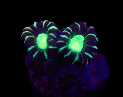 Dois corais fluorescentes verdes e roxos sobre base rochosa