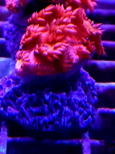 Coral marinho laranja sobre base azul numa grade plástica