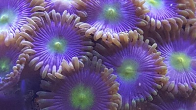 Close-up de corais zoanthids coloridos com anéis roxos e centros verdes