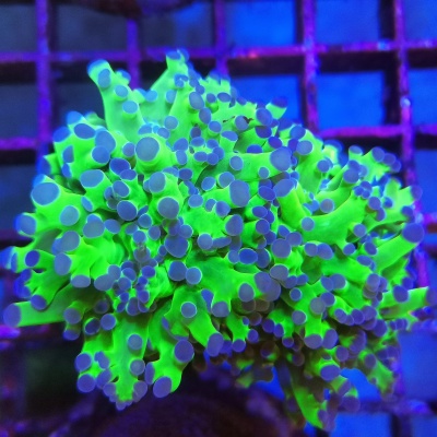 Coral fluorescente verde com pontas azuis na frente de uma grade metálica roxa