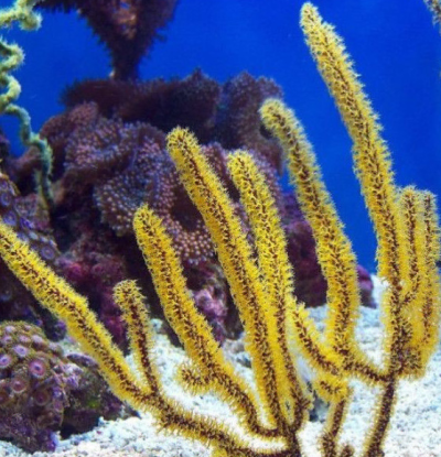 Coral amarelo ramificado com textura peluda em aquário com fundo de areia e corais ao fundo