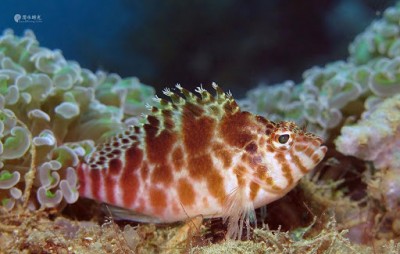 Peixe castanho e branco sobre coral subaquático