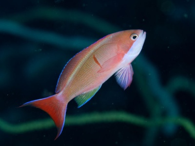 Peixe rosa alaranjado com cauda vermelha e nadadeiras azuis em fundo escuro