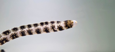 Morcego-do-mar comprido com padrão preto, branco e amarelo