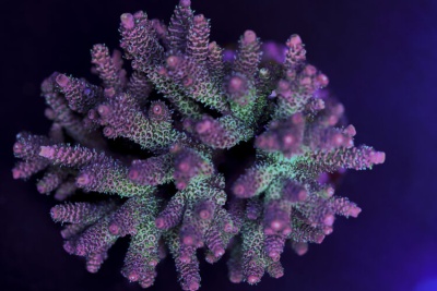 Coral marinho roxo e verde com textura rugosa sobre fundo escuro