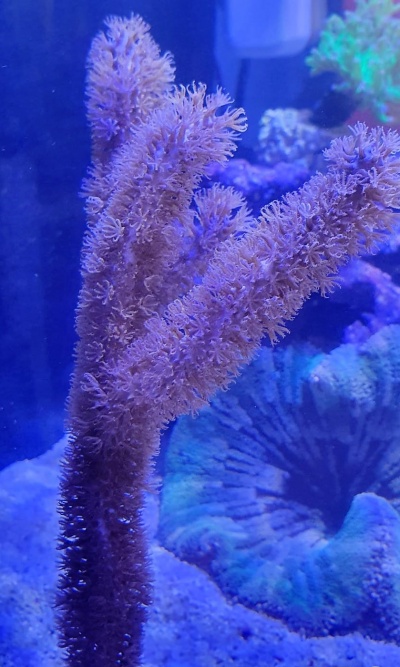 Coral marinho castanho ramificado com textura fina em aquário azul