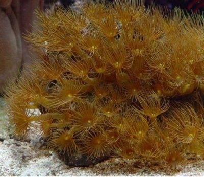 Coral marinho amarelo-alaranjado com pólipos abertos em fundo aquático