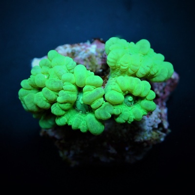 Coral verde fluorescente ramificado sobre base rochosa