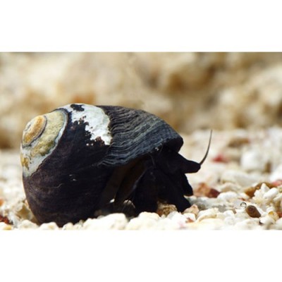 Concha de caracol marinho preta com detalhes em branco e amarelo sobre areia