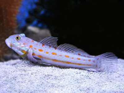 Peixe pequeno com manchas laranja e amarelas num aquário sobre areia