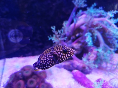 Peixe com padrão de bolinhas amarelas num aquário colorido