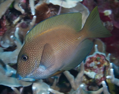 Peixe castanho com linhas claras e manchas brancas nadando entre corais.