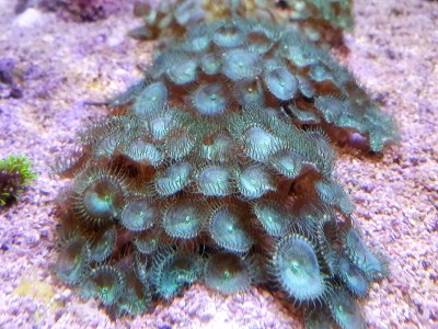 Colónia de coral marinho verde-azulado com tentáculos translúcidos em substrato rochoso