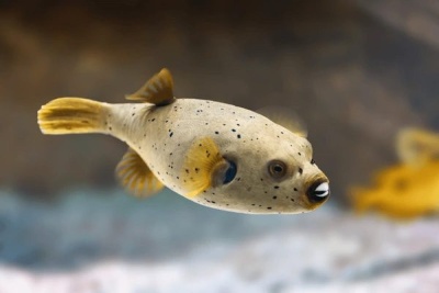 Peixe-balão cinzento com manchas pretas e barbatanas amarelas em água