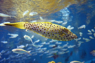 Peixe amarelo com manchas pretas em aquário azul