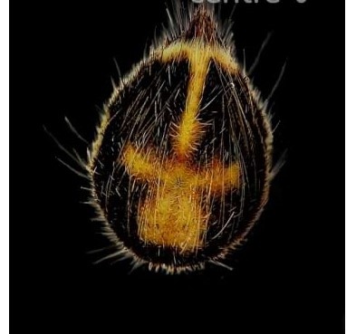 Semente escura com padrão amarelo em fundo preto