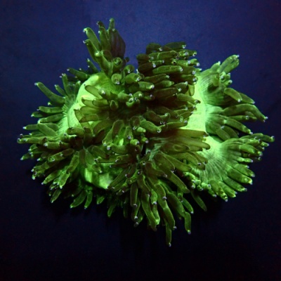 Coral verde fluorescente com tentáculos em fundo escuro