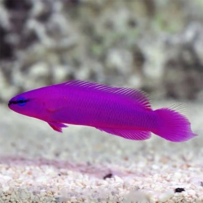 Peixe roxo vibrante a nadar próximo ao fundo arenoso de um aquário
