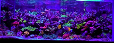 Aquário marinho com corais coloridos e peixes tropicais iluminado por luz azul
