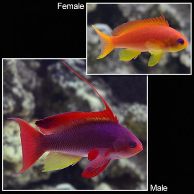Peixes male e female coloridos em aquário