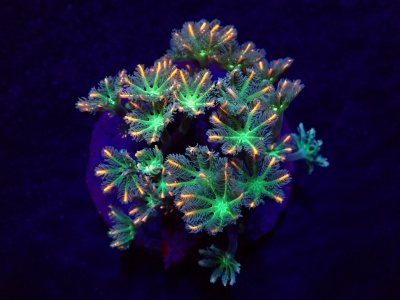 Coral marinho fluorescente com polipos verdes e pontas laranja