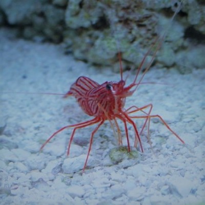 Camarão vermelho com listras finas em fundo de areia branca