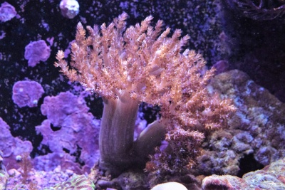 Corais macios lilás e rosa em aquário com pedras rochosas