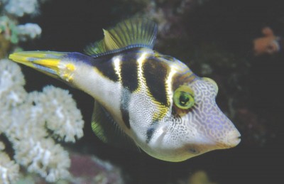 Peixe tropical com corpo branco, preto e manchas amarelas perto de corais