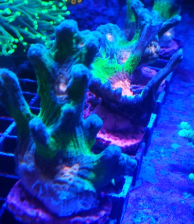 Corais coloridos verdes, azuis e rosa em estrutura metálica sob luz azul