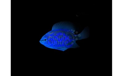 Peixe azul brilhante em fundo preto