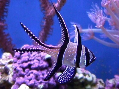 Peixe tropical branco e preto num aquário com corais