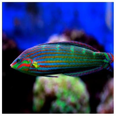 Peixe colorido com listras verdes, azuis e vermelhas em aquário.