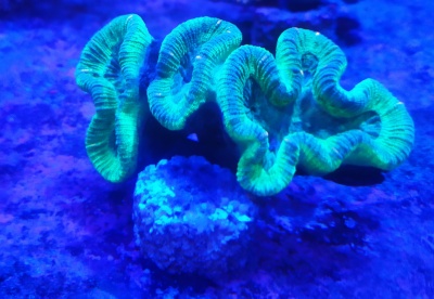 Coral marinho fluorescente verde e azul sobre pedras no fundo do mar