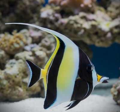 Peixe tropical colorido em aquário