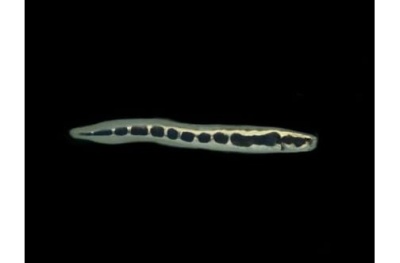 Peixe com padrão de manchas pretas em fundo preto