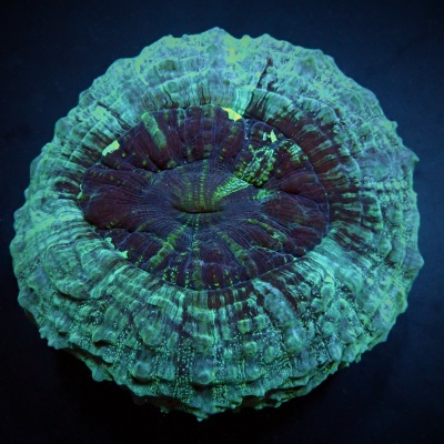 Coral marinho redondo verde e roxo com padrões fluorescentes