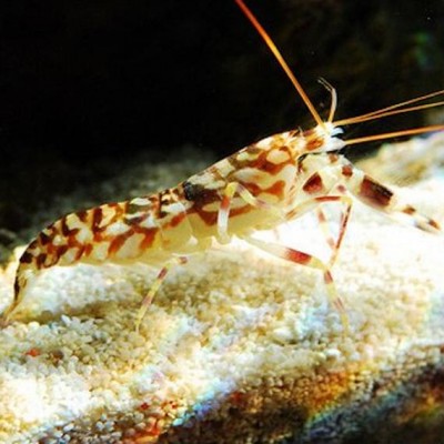 Camarão de aquário castanho e branco em areia clara