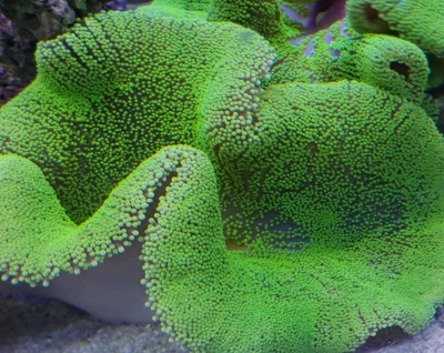 Coral marinho verde com textura em relevo e bordas onduladas