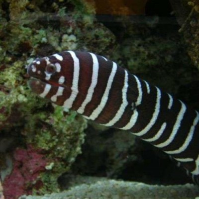 Enguia morena listrada perto de corais e areia