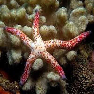 Estrela-do-mar vermelha e branca em corais
