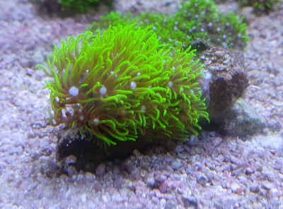 Coral verde fluorescente em fundo de aquário de areia e pedras