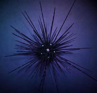 Ouriço-do-mar negro com espinhos longos num fundo azul escuro