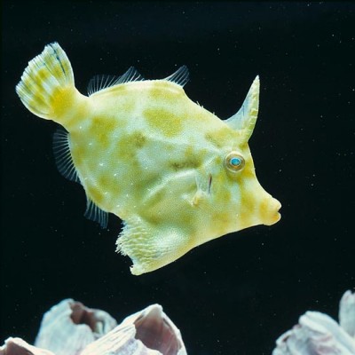 Peixe amarelo com formato irregular nadando em água escura com conchas no fundo