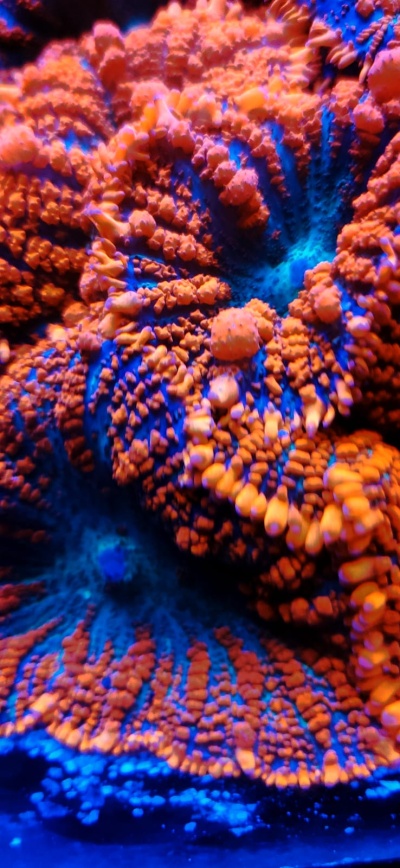 Corais marinhos laranja e azuis com textura granulada