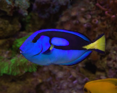 Peixe-palhaço azul com padrão preto e cauda amarela em aquário