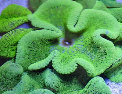 coral verde com textura ondulada e superfície rugosa